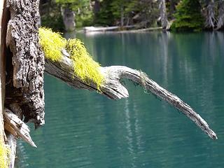 Blue green, yellow green, forest green - Buckhorn Lake
