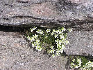 Little white flowers tucked away in the cracks of a rock