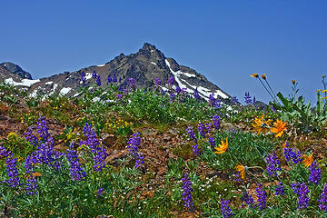 Mt Hawkins and wildflowers