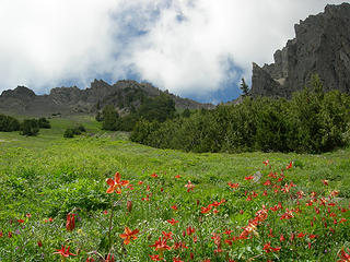 Looking up an endless meadow littered with red wildflowers