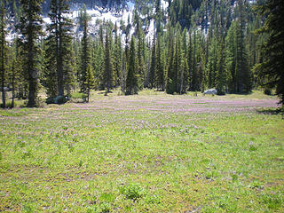 Meadow above upper toketie