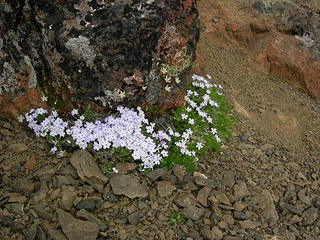 More summit flowers