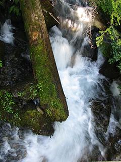 Water, moss and log
