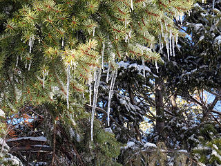 These icicles showed up on quite a few trees exposed to the SE, snow began to melt, then refroze it was so cold. Theses were not here when we initially hiked up.