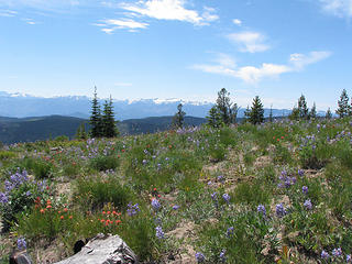 Plenty of wildflowers along the SW open slopes.