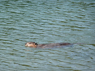 A few minutes after disappearing with some grass, this beaver resurfaced and headed back for more.