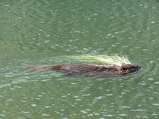 I didn't have to wait long to see a beaver at work ferrying grass to its dam.