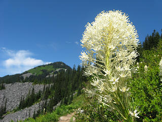 Beargrass and Defiance