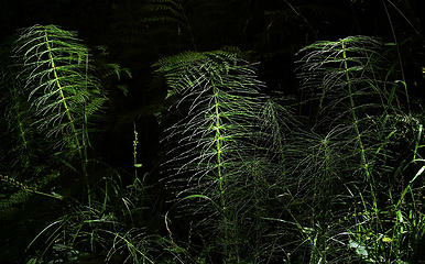 Sunlit horsetails in a dark forest
