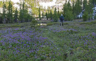 Purple fields at Shield