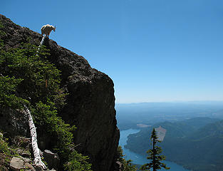 Goat overlooking Lake Cushman