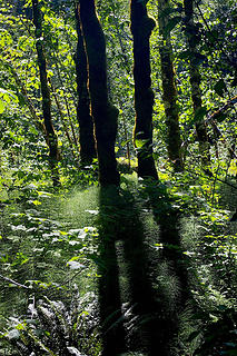 Maples, sunlit horsetails and shadows of maples