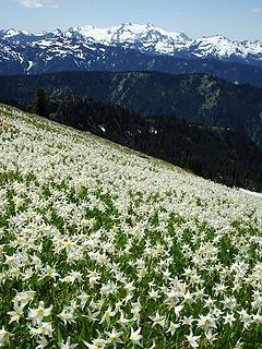 avalanche lilies (bcfc53)