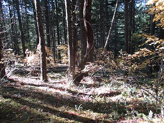 the off-trail route starts out in open forest