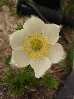 Western anemone