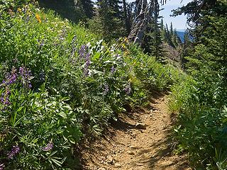 Miller Peak trail