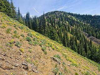 Looking back toward Miller Peak.  Yes, that is the faint tread of the County Line trail in the lower center of the pic.