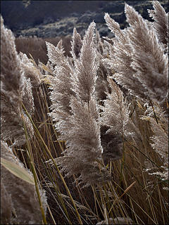 "The little reed, bending to the force of the wind, soon stood upright again when the storm had passed over." -- Aesop