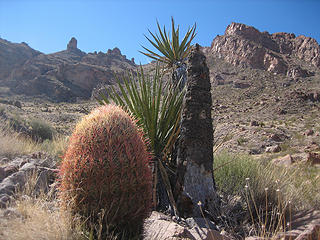 more Desert plants