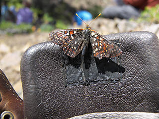 Butterfly inspects my boot