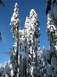 Tall Snowy Trees