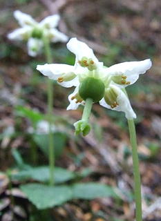 Wood nymphs (Moneses uniflora) are pretty common along the McClellan Butte trail.