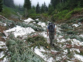 Avalanche debris in upper Alice Creek.