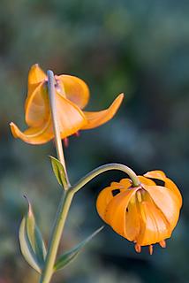 Tiger Lily - a few of them left