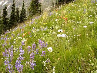 wildflowers near Easy Pass on boundary of North Cascades National Park