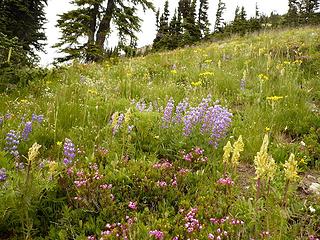 lousewort, lupine, heather near Easy Pass on boundary of North Cascades National Park