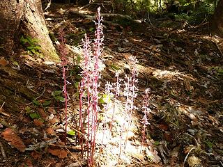 coralroot on Easy Pass trail