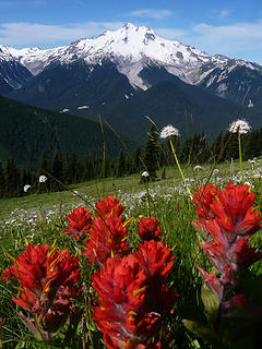Vivid Paintbrush in subalpine meadows  on the way to High Pass in the Glacier Peak wilderness.  Glacier Peak is the backdrop.