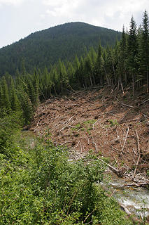 Avalanche debris, along the West Fork Fish Creek, proposed Great Burn Wilderness Area, Montana.