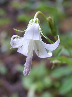 Scouler's Harebell (Campanula scouleri) on the Ira Spring trail.