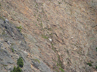 Mountain goat on cliffs east of Howard from summit trail junction sign.