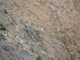 Mountain goat on cliffs east of Howard from summit trail junction sign.