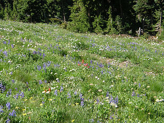 Flowers on open slopes below Rock Mt Summit.