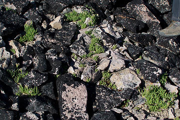 minty plants in the rocks