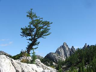Larch with Prussik Peak
