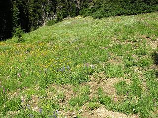 Flower meadows on the trail down to Grand Valley