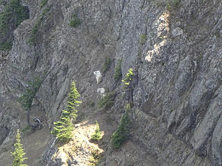 Goats below during traverse to east peak.