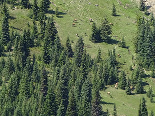 Grazing elk below.