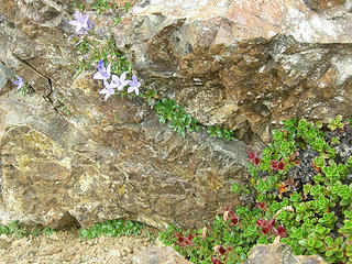 Wildflowers growing between rocks at 5350 ft/6.85 mi