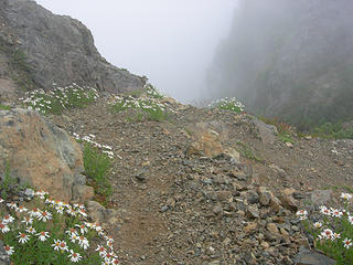 Daisies lining the trail at 5250 ft/6.75 mi