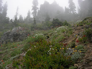 Cliffs and wildflowers 4700 ft/6.2mi