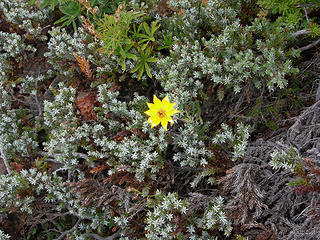 Lone yellow wildflower in hardy evergreen at 5100 ft/6.6 mi