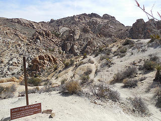 Trail down toLost Palm Oasis