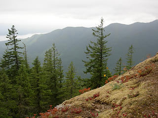 Approx 3250 ft/4 mi looking S across Duckabush River valley. Peakaboo view of Hood canal. Beautiful moss and wildflowers.
