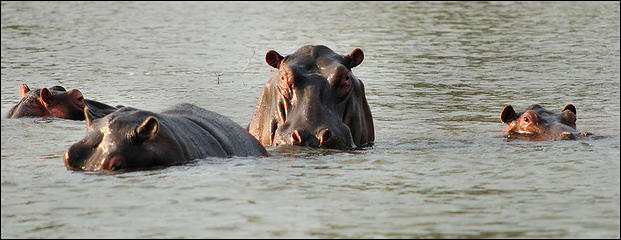 Hippo near launch ramp, Lake Kariba, Zimbabwe. Nikon D300, Nikkor 300mm f4.5 ED-IF.