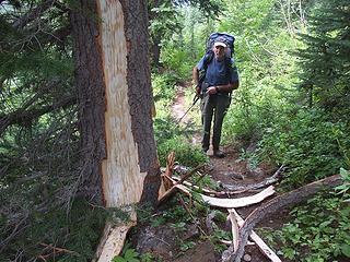 Ripped up tree on the Wildhorse trail.